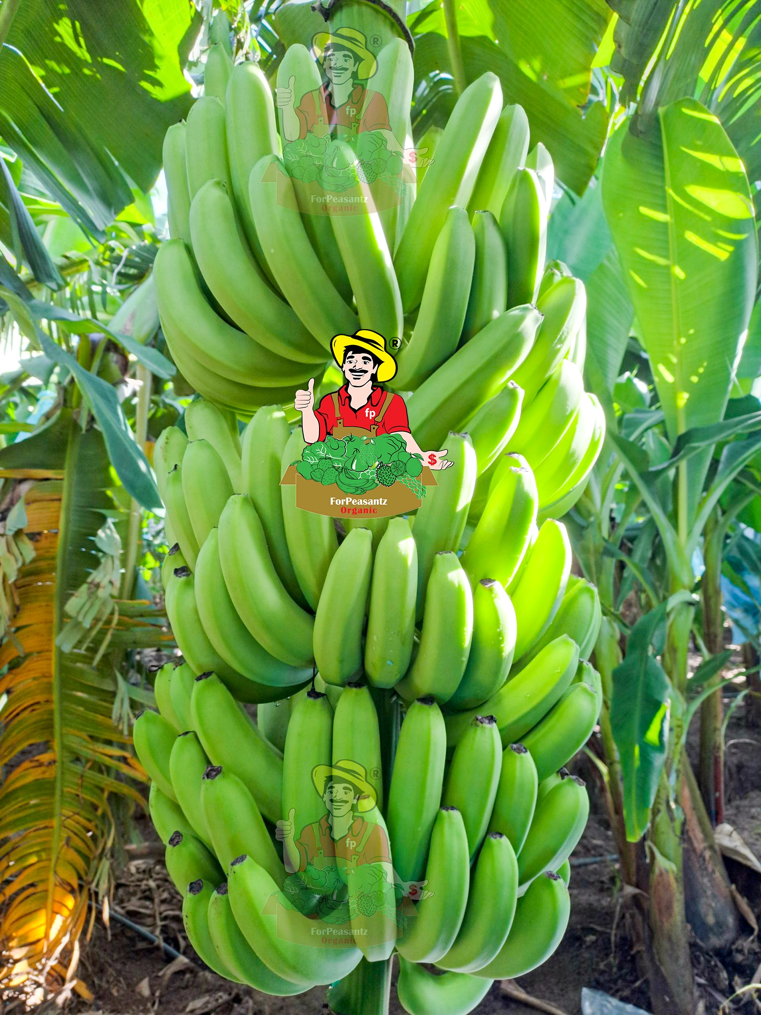 fp Chuối già Nam Mỹ